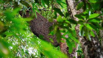 wild beehive on tree image photo