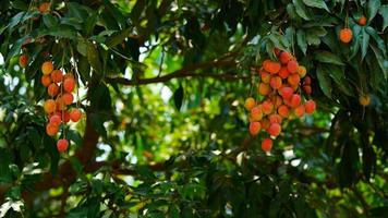 red and sweet lychee image photo