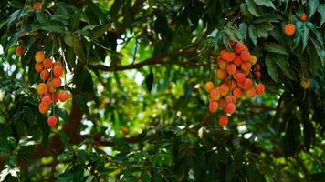 red and sweet lychee image photo