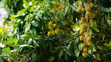 Fresh ripe lychee fruit hang on the lychee tree in the gardend photo