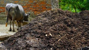 rural Cow dung image hd photo