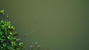 snake in the water image photo