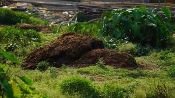 cow dung in organic farming photo