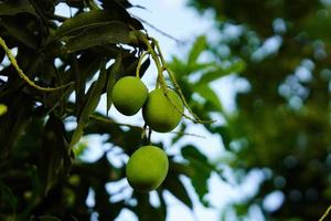 Mangoes are hanging on tree. photo