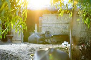 indian buffalo animal with sun flair photo