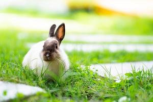 White and brown bunnies are jumping and running in green fields. Freedom. Easter. Summer or spring. Empty space for entering text. photo