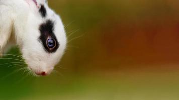 black eye rabbit close-up face image photo