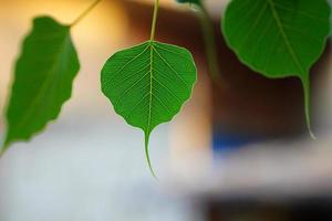 beautiful leaves on tree image. photo