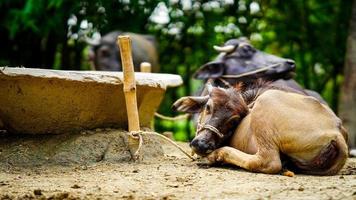 búfalo rural niño imagen hd foto