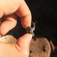 Study of nature and the environment. Small snail on a child's hand. Summer day in the park. photo