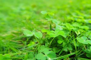 green foliage texture, leaf nature background. Background of green summer leaves photo