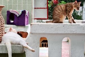 Orange tabby cat and white cat are lying  down and looking photo