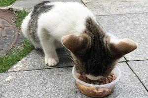 Gray tabby cat is eating cat wet food photo