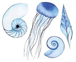 watercolor drawing, set of marine life. seashell, mollusk, jellyfish. transparent sea animals, x-ray, abstract drawing in blue colors. vector