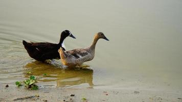 black and white swan above water photo