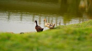 black and white swan on grass photo