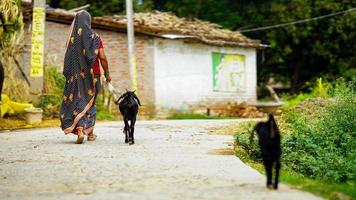 las mujeres toman su propia imagen de sesión de cabra al aire libre foto