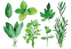 watercolor drawing, vintage set of culinary herbs. herbs and spices, sage, rosemary, mint, parsley, oregano vector