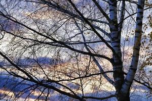 árbol al atardecer foto