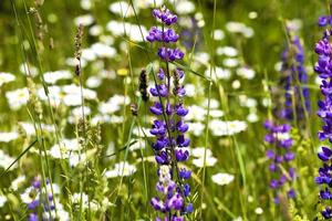 photo blue lupins