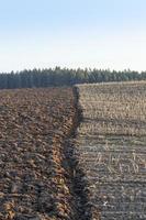 tierra cultivable, cosecha de trigo foto