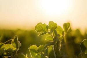 clover at sunset photo