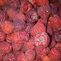 Photo with a lot of ripe red raspberries