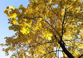 Maple Park in autumn photo