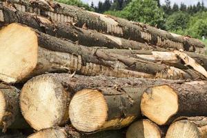 logging pine logs photo