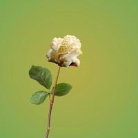 Rose popcorn flower with clipping path, side view. Beautiful single popcorn rose flower on stem with leaves isolated on light green background. Summer creative concept photo