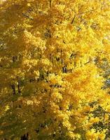 Part of yellow maple closeup photo
