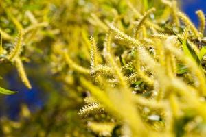 blooming yellow willow photo