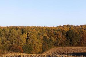 Autumn corn field photo