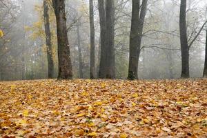 Brown autumn forest photo