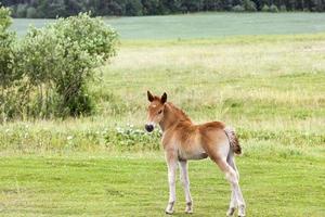 Little foal in  a field photo