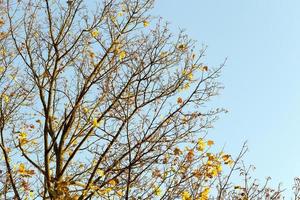 Yellow maple foliage photo