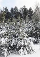 ventisqueros en invierno foto