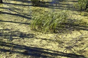 pantano, juncia, primer plano foto