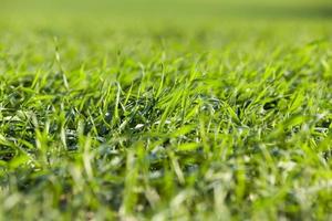 green grass, close up photo