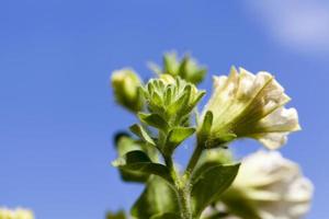 petunia flower, close up photo