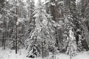 Snow drifts in winter photo