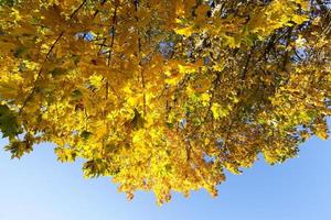 yellowed maple trees in the fall photo