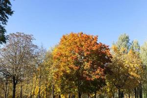 Mixed territory of the forest photo