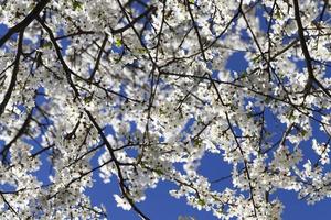 White blooming tree photo