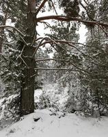 árboles en el bosque en invierno foto