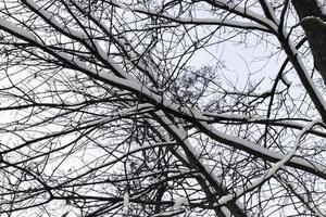 ramas de un árbol en la nieve foto