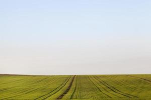 field for plants photo