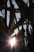 Sun corn, close up photo