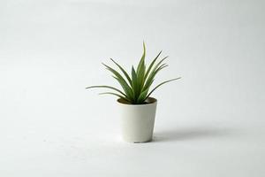 plant in a pot isolated on white background photo