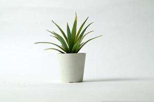 plant in a pot isolated on white background photo